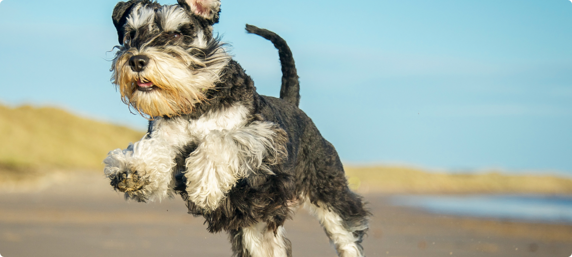 Cat gets cuddled by a girl wearing a tiara and her mom