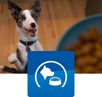 A dog looking up at his food bowl