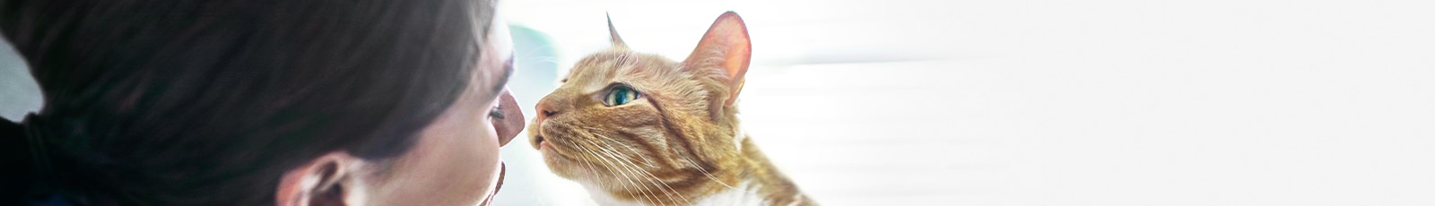 sárga macska a gazdájával