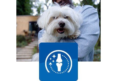 boldog kutya gazdája karjában