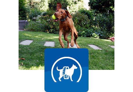 barna kutya felugrik a levegőbe, hogy elkapjon egy labdát