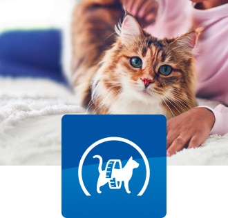 macska az ágyon fekszik gazdájával, mérőszalagos ikonnal a képen