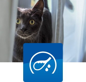 szürke macska áll az ablakban, húgyhólyag ikonnal a képen