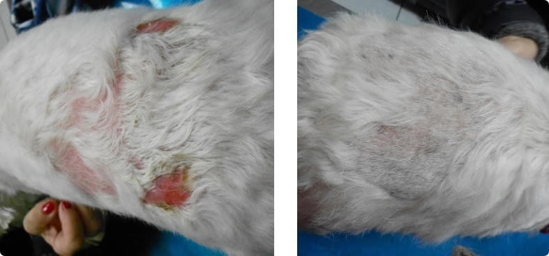 A kutya bőrének állapota a Derm Complete előtt és után